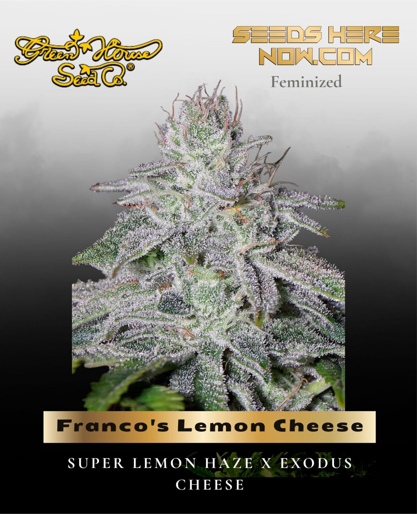 Franco's Lemon Cheese (Feminized) - Greenhouse Seed Co.