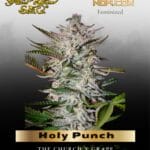 Holy Punch (Feminized) - Greenhouse Seed Co.