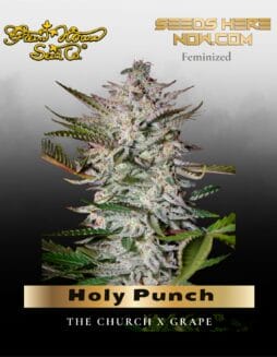 Holy Punch (Feminized) (space) Greenhouse Seed Co.
