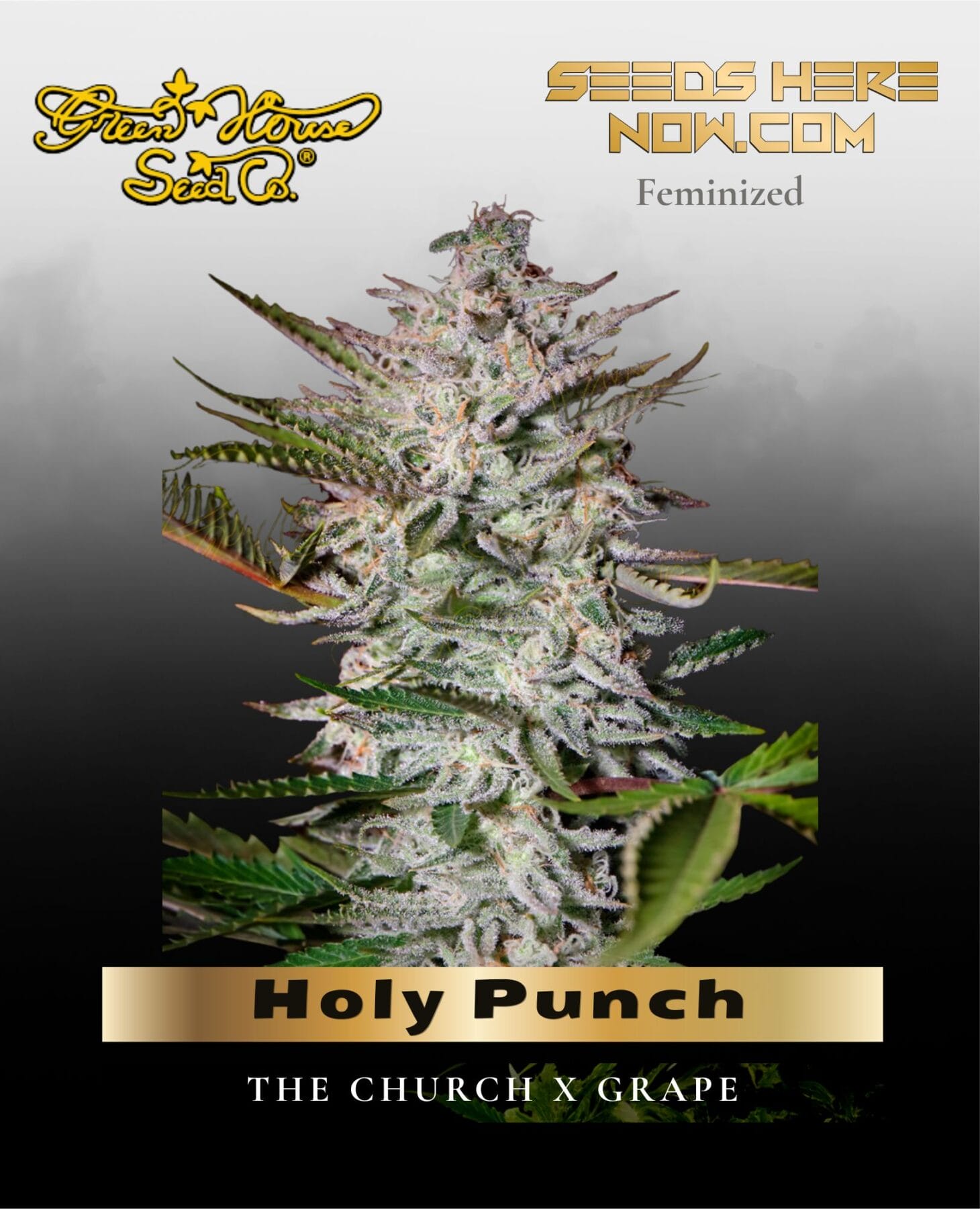 Holy Punch (Feminized) - Greenhouse Seed Co.