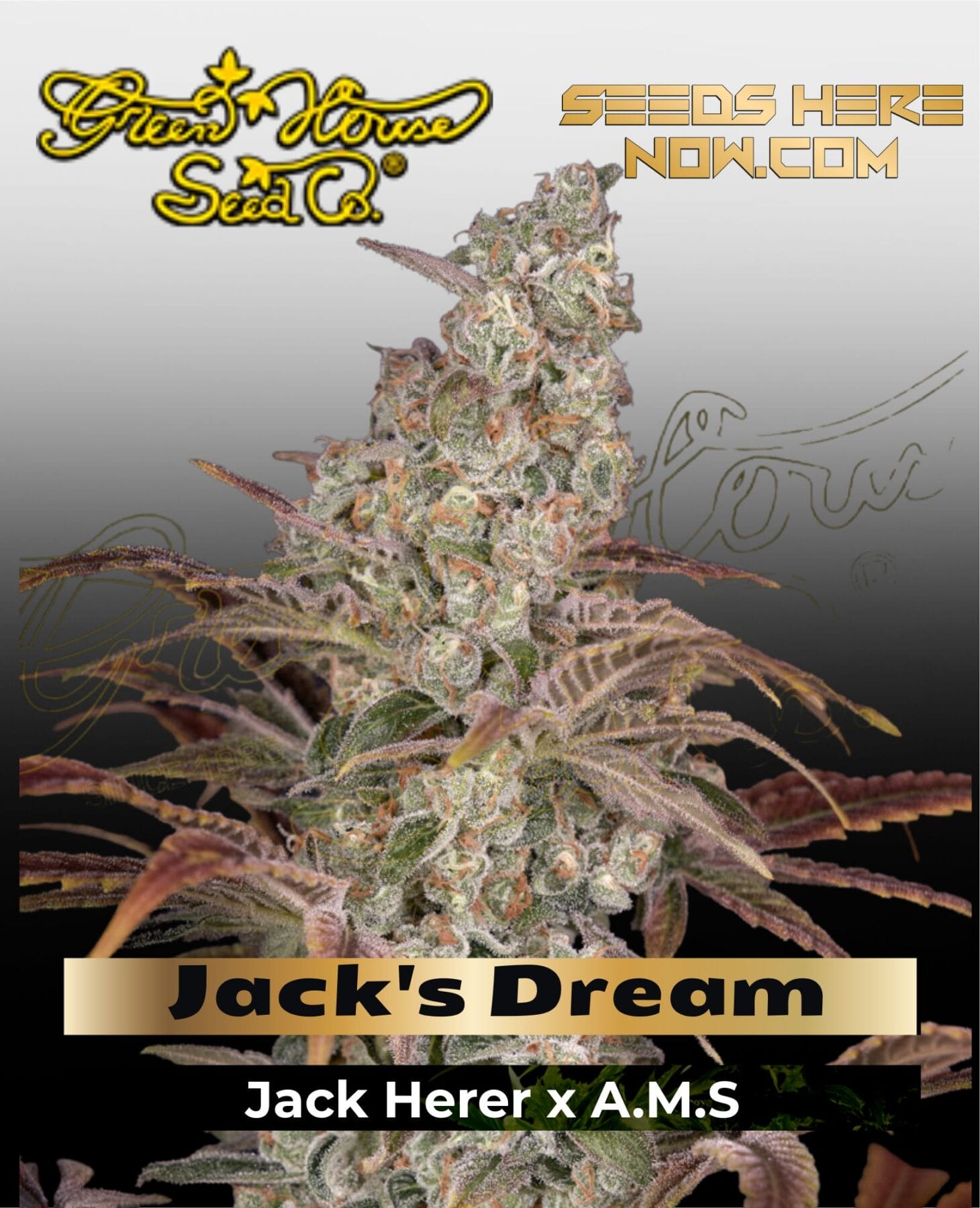 Jack's Dream (Feminized) - Greenhouse Seed Co.