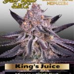 King's Juice (Feminized) - Greenhouse Seed Co.