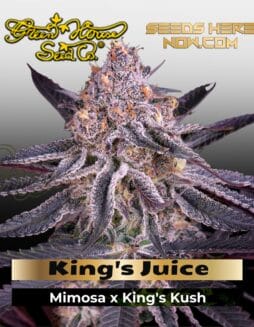 King's Juice (Feminized) (space) Greenhouse Seed Co.