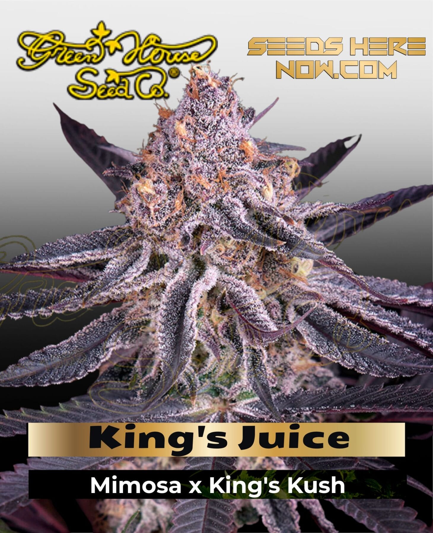 King's Juice (Feminized) - Greenhouse Seed Co.