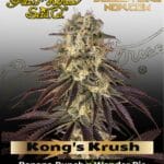 Kong's Krush (Feminized) - Greenhouse Seed Co.