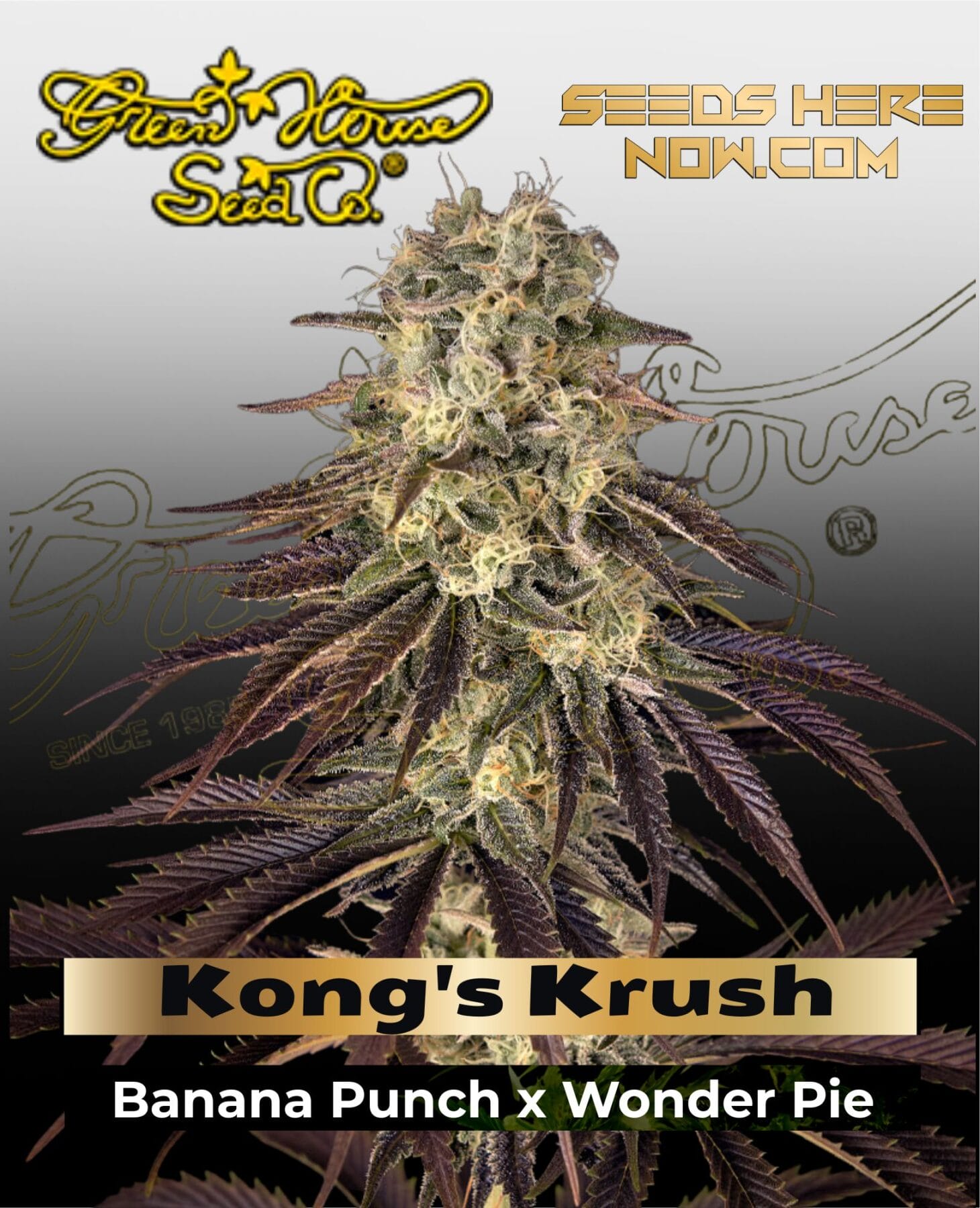 Kong's Krush (Feminized) - Greenhouse Seed Co.