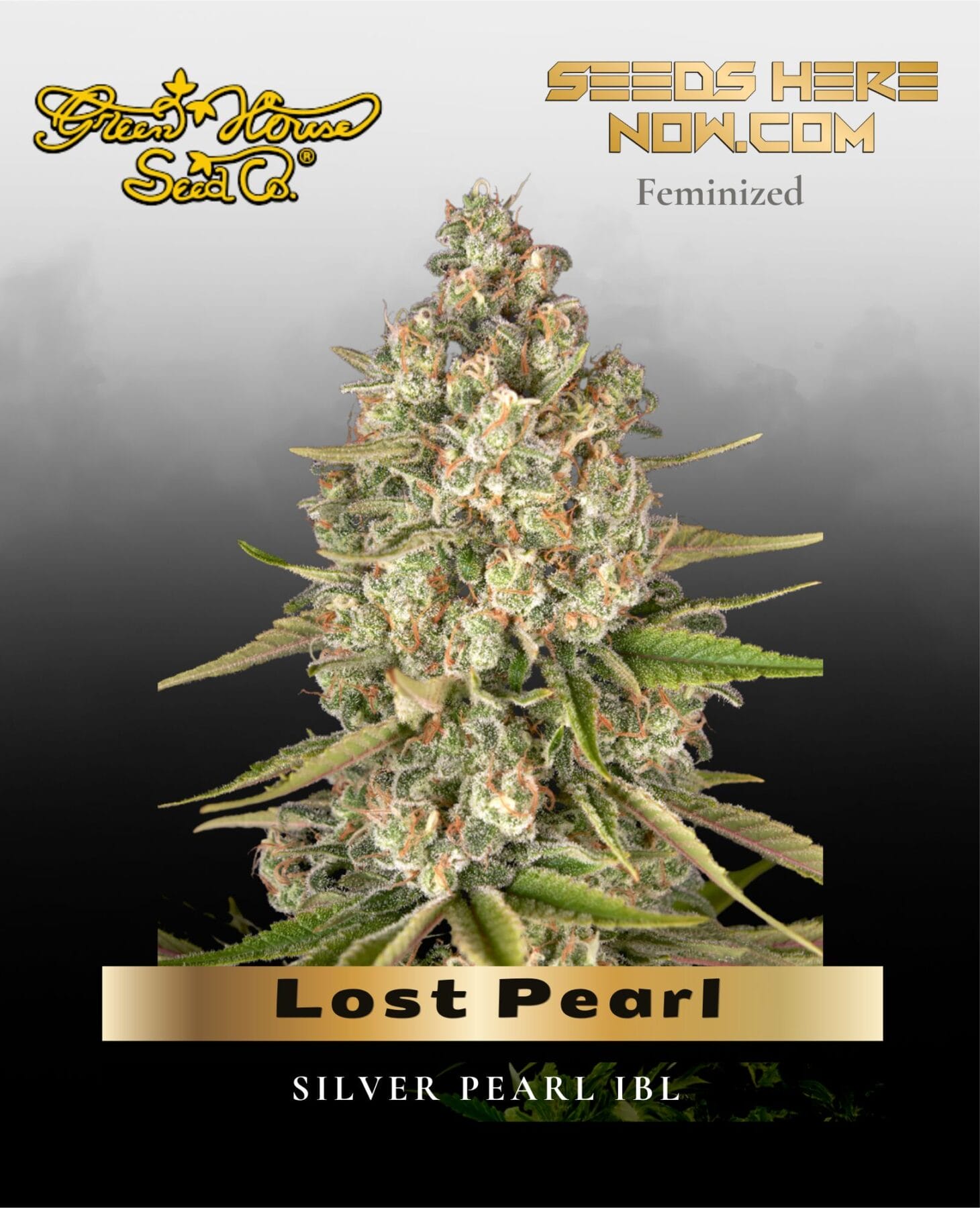 Lost Pearl (Feminized) - Greenhouse Seed Co.