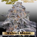 Velvet Moon (Feminized) - Greenhouse Seed Co.