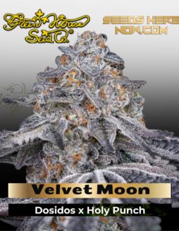 Velvet Moon (Feminized) (space) Greenhouse Seed Co.