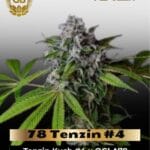 78 Tenzin #4 (Regular) - Green Bodhi