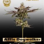 Affie Dogwalker (Regular) - Green Bodhi