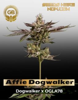 Affie Dogwalker (Regular) (space) Green Bodhi