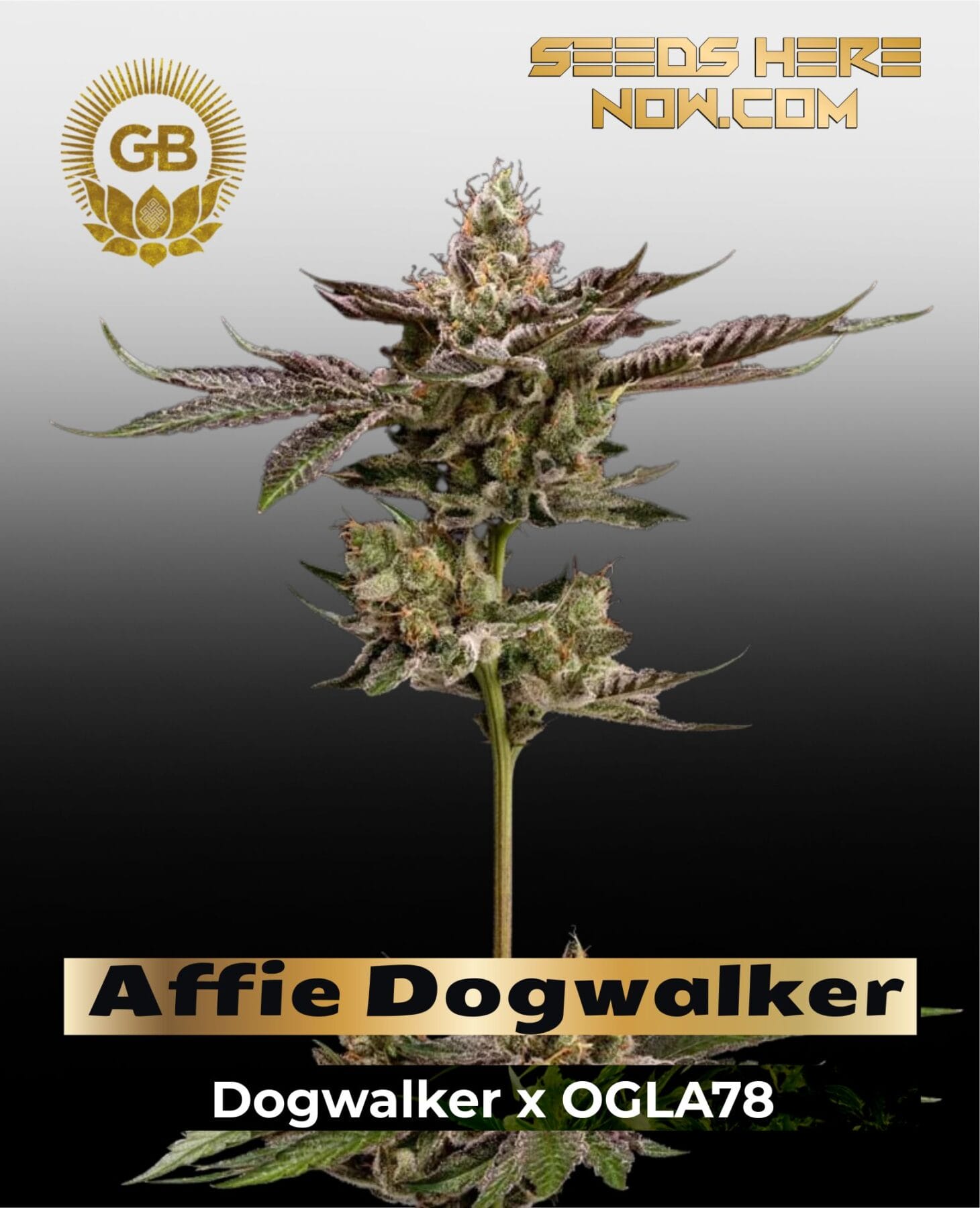 Affie Dogwalker (Regular) - Green Bodhi