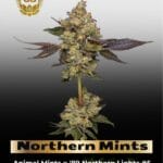 Northern Mints (Regular) - Green Bodhi