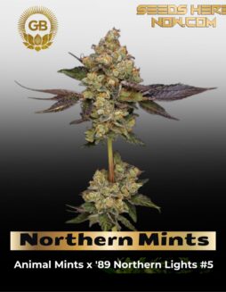 Northern Mints (Regular) (Space) Green Bodhi – Northern Mints (Regular) (space) Green Bodhi