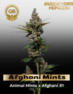 Afghani Mints (Regular) (space) Green Bodhi