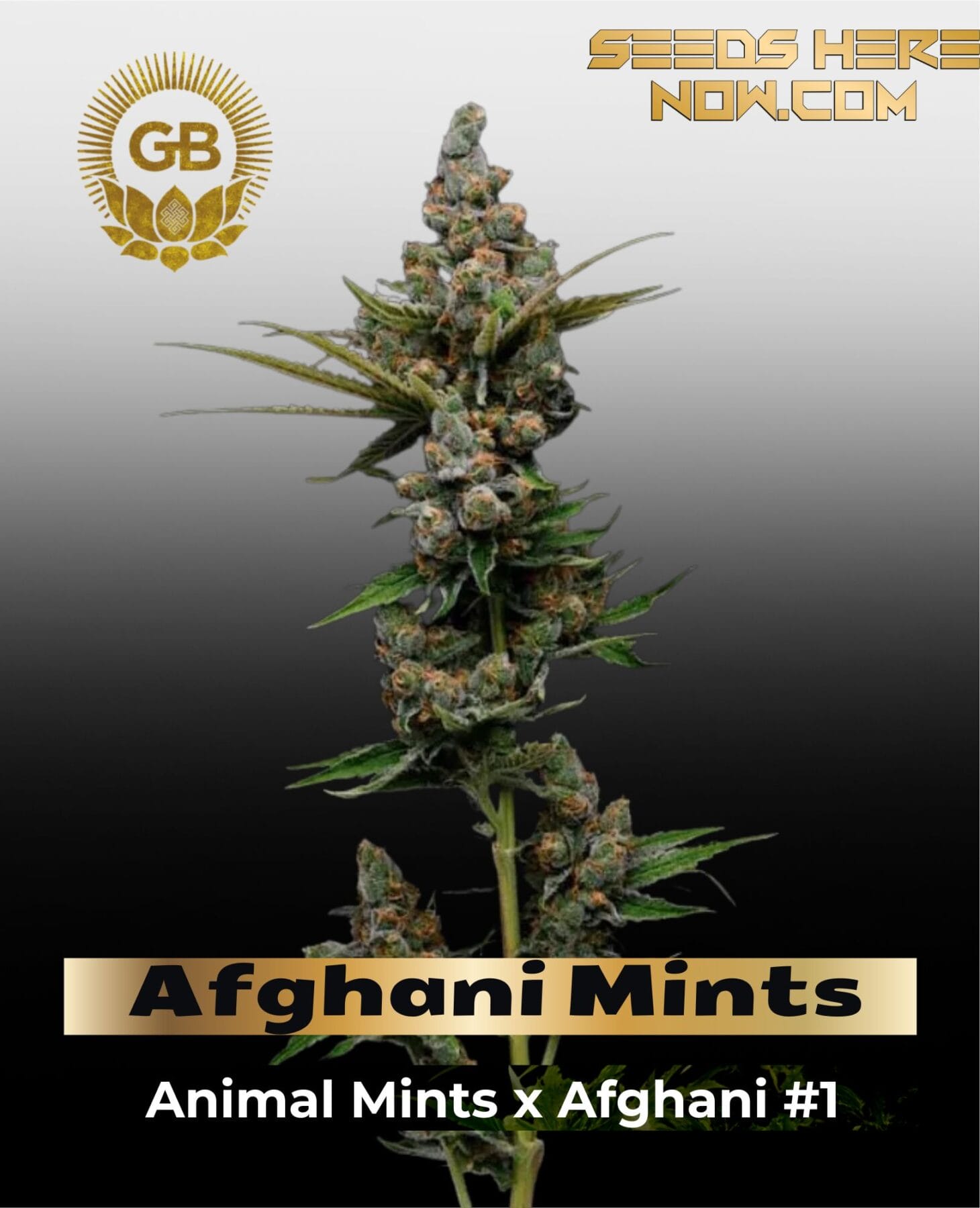 Afghani Mints (Regular) - Green Bodhi