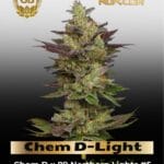 Chem D-Light (Regular) - Green Bodhi