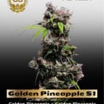 Golden Pineapple S1 (Feminized) - Green Bodhi