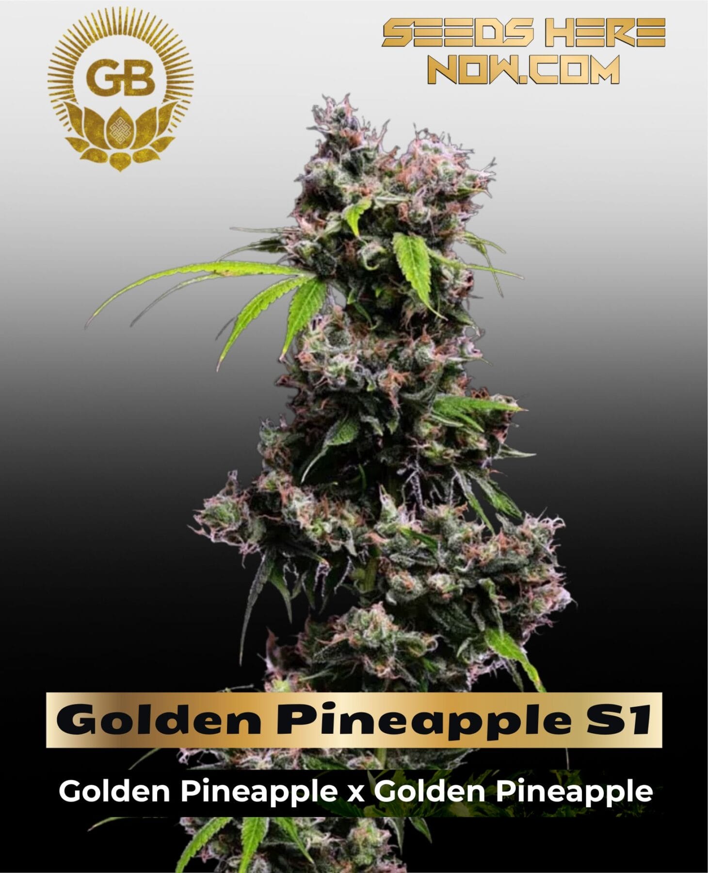 Golden Pineapple S1 (Feminized) - Green Bodhi