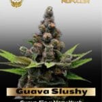Guava Slushy (Feminized) - Green Bodhi