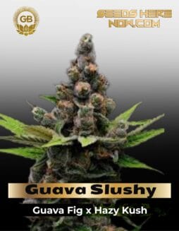 Guava Slushy (Feminized) (space) Green Bodhi