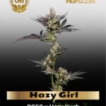 Hazy Girl (Feminized) - Green Bodhi