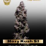 Hazy Kush S1 (Feminized) - Green Bodhi