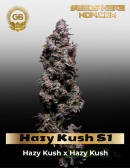 Hazy Kush S1 (Feminized) (space) Green Bodhi