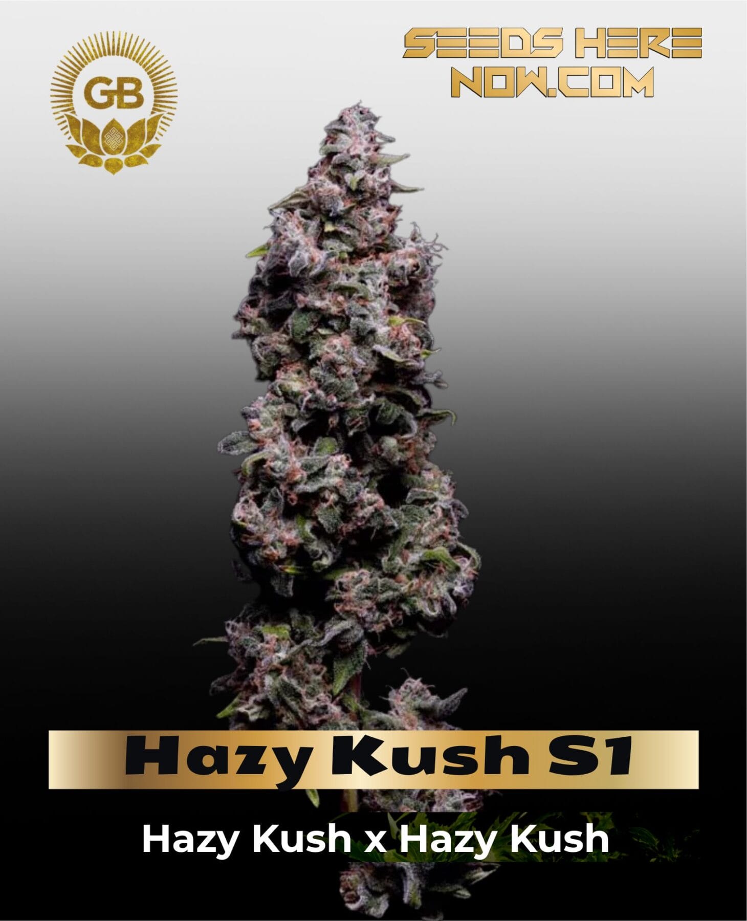 Hazy Kush S1 (Feminized) - Green Bodhi