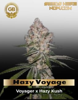 Hazy Voyage (Feminized) (space) Green Bodhi