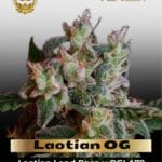 Laotian OG (Regular) - Green Bodhi