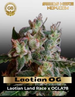 Laotian OG (Regular) (space) Green Bodhi