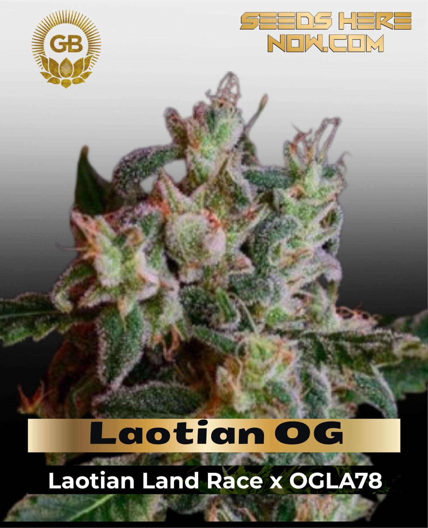 Laotian OG (Regular) - Green Bodhi