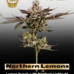 Northern Lemons (Regular) - Green Bodhi