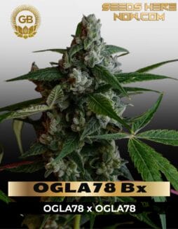 OGLA78 Bx (Regular) (space) Green Bodhi