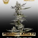 Platinum Affie 78 (Regular) - Green Bodhi