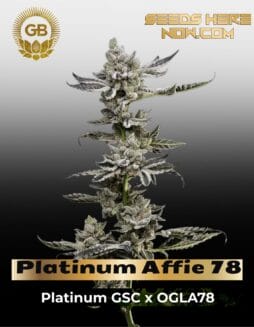 Platinum Affie 78 (Regular) (space) Green Bodhi