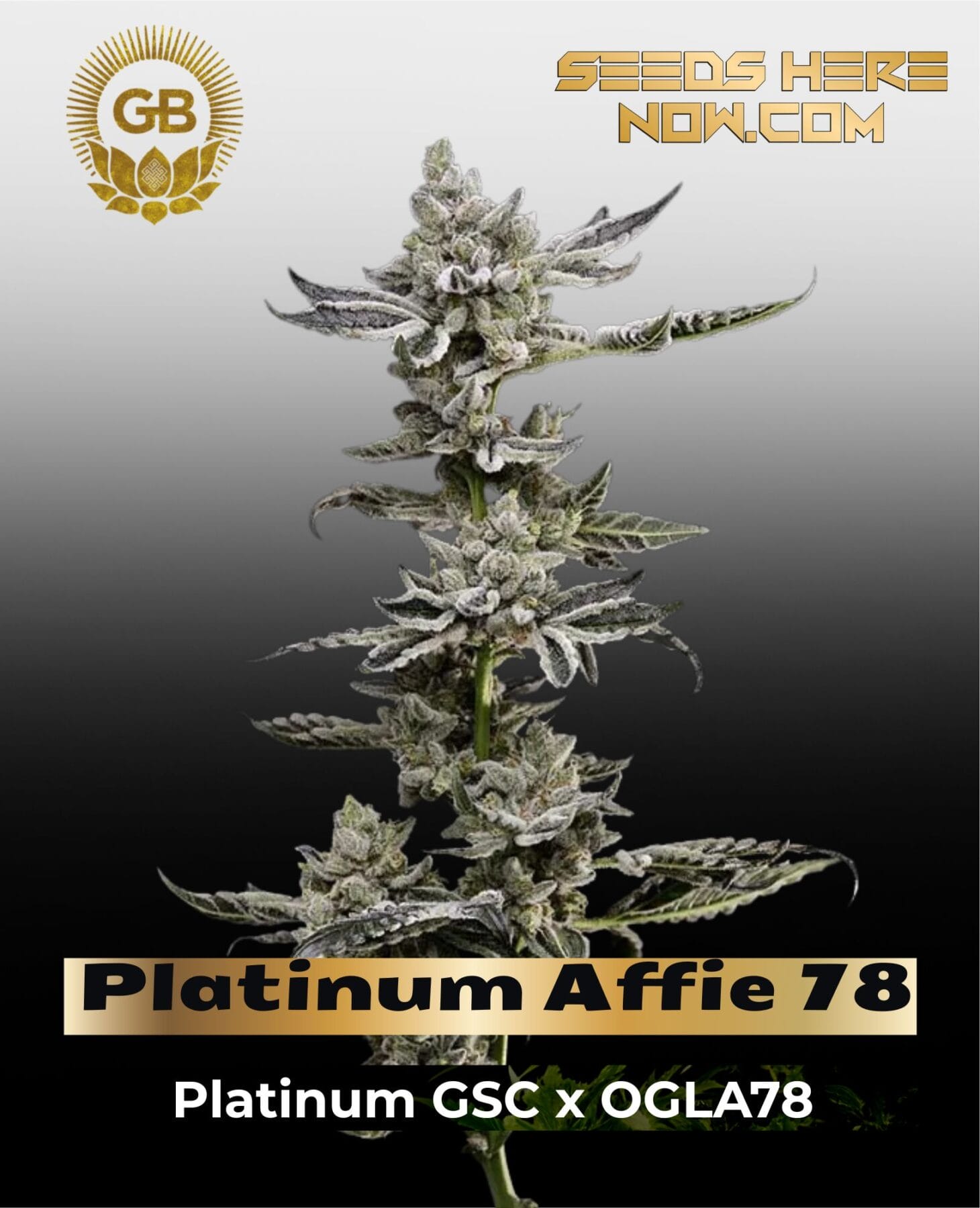 Platinum Affie 78 (Regular) - Green Bodhi