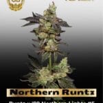 Northern Runtz (Regular) - Green Bodhi