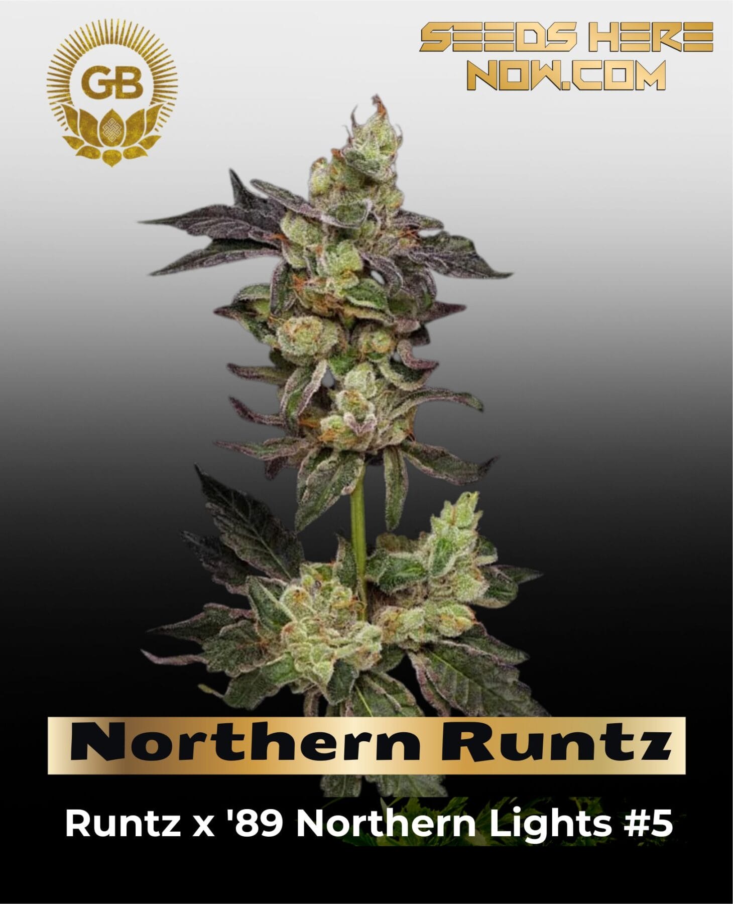 Northern Runtz (Regular) - Green Bodhi
