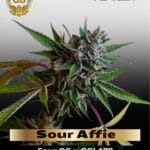 Sour Affie (Regular) - Green Bodhi