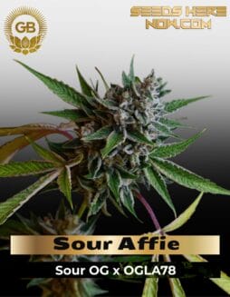 Sour Affie (Regular) (space) Green Bodhi