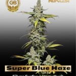 Super Blue Haze (Feminized) - Green Bodhi