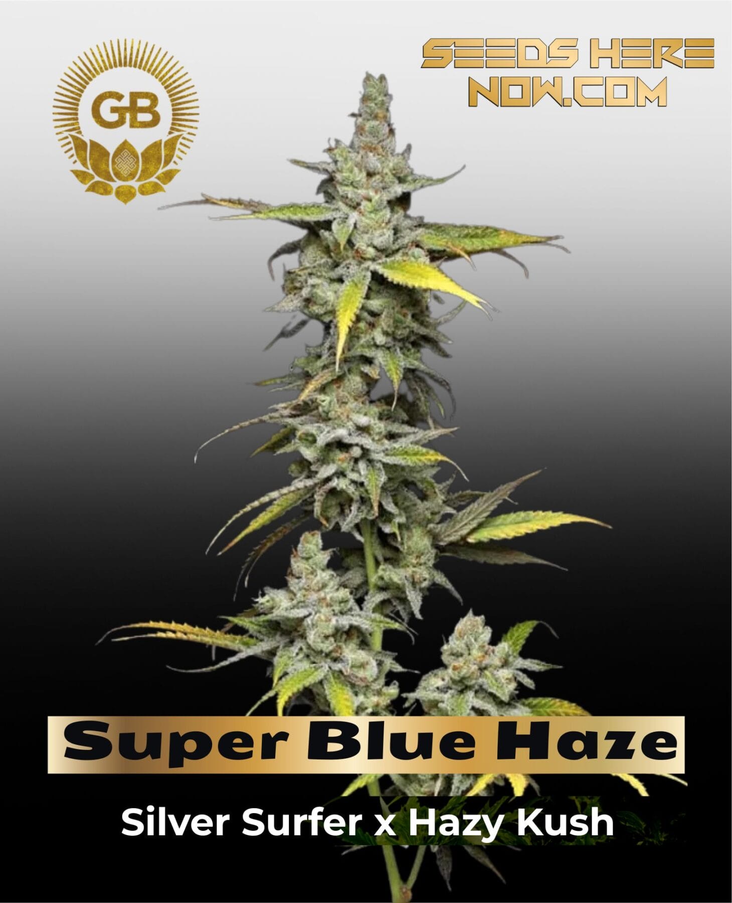 Super Blue Haze (Feminized) - Green Bodhi