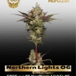 Northern Lights OG (Regular) - Green Bodhi
