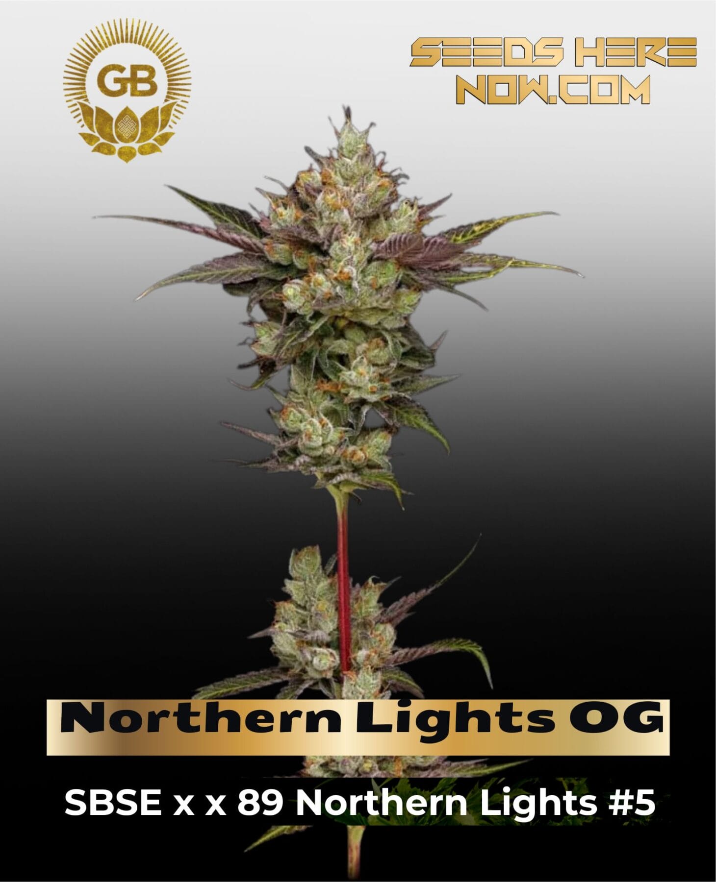 Northern Lights OG (Regular) - Green Bodhi