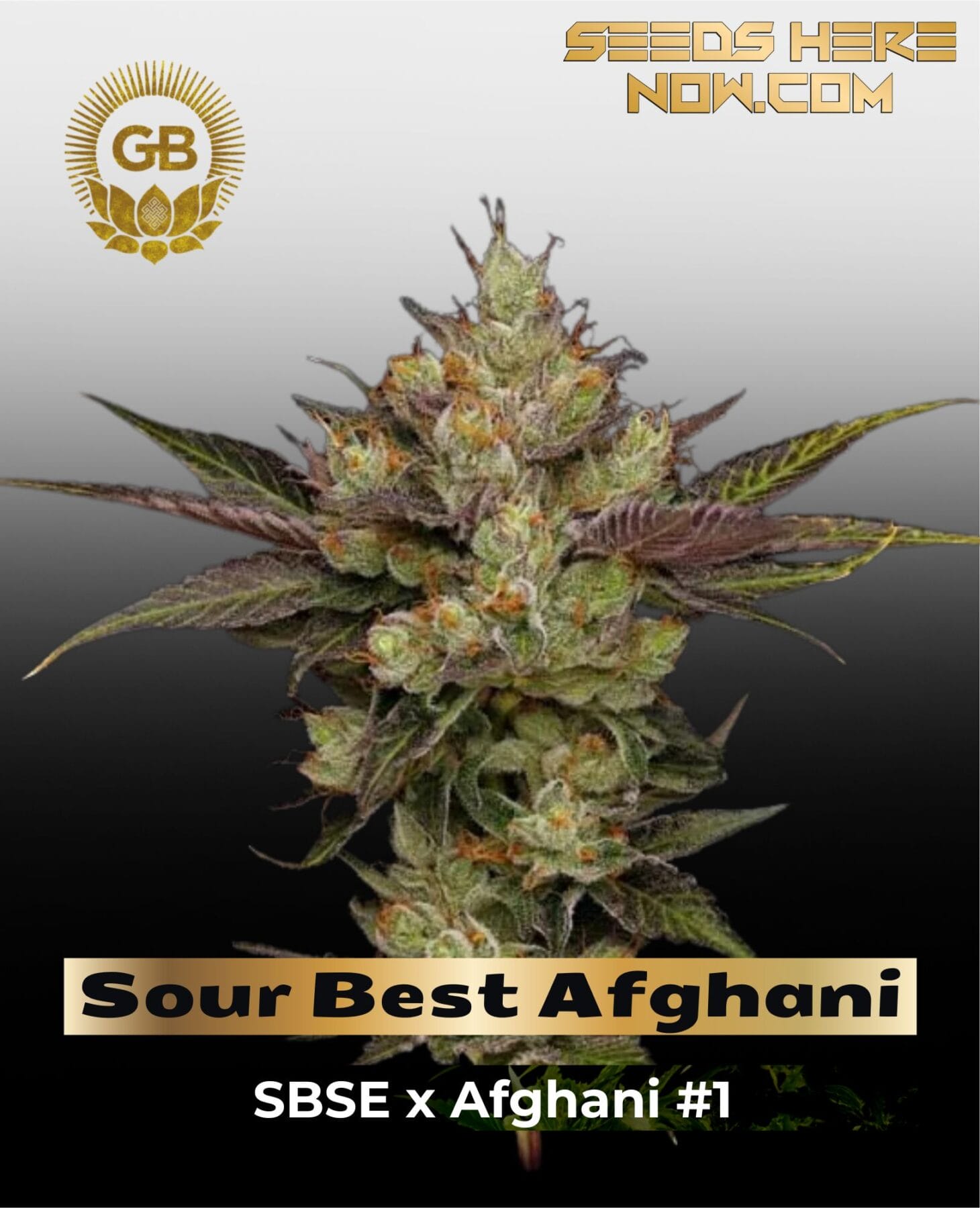 Sour Best Afghani (Regular) - Green Bodhi