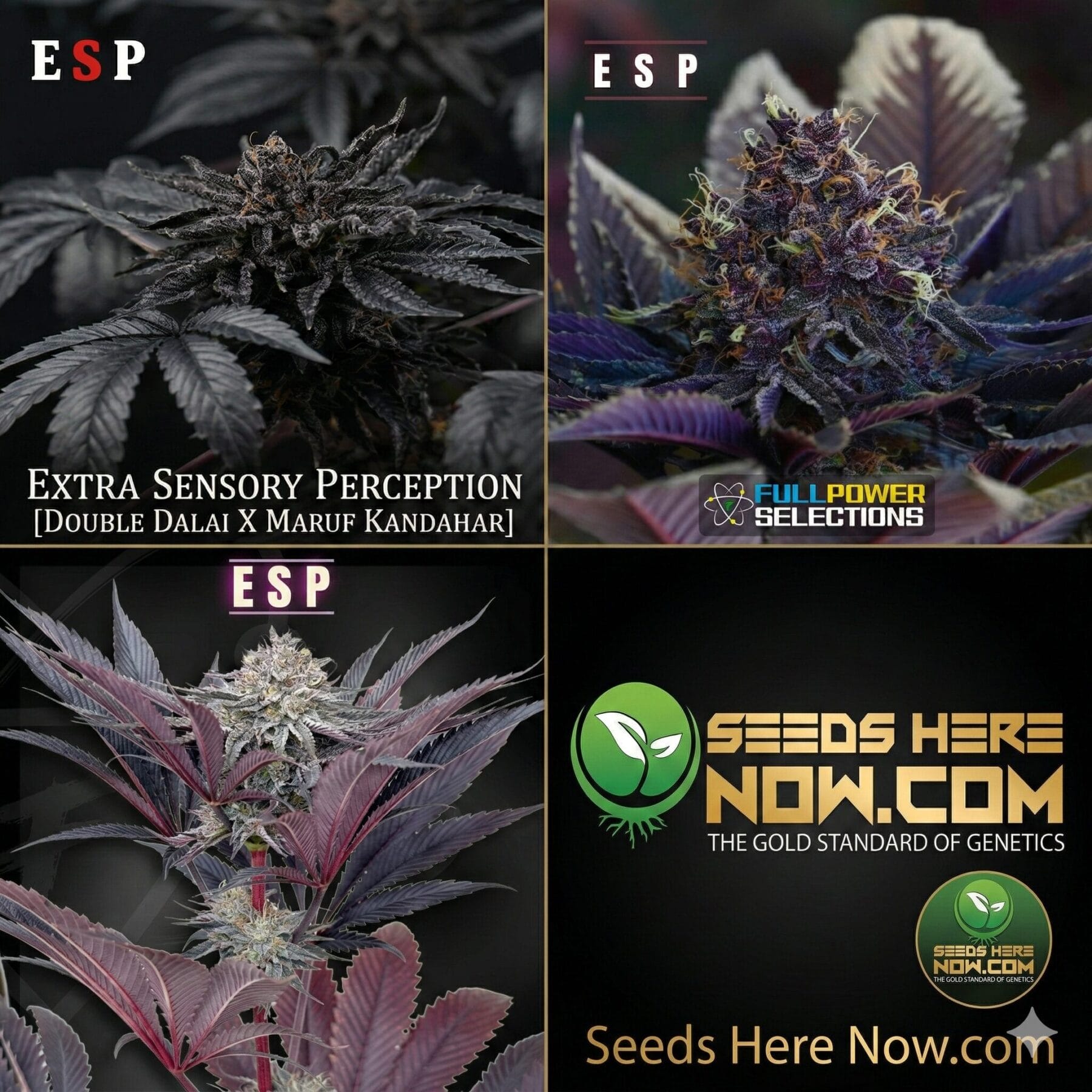 Autoflower Seeds Promotion