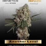 Another Level (Feminized) - Happy Valley Genetics